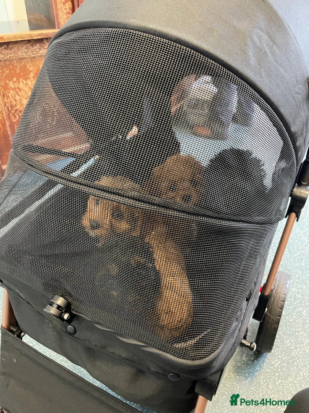 Cavapoo dogs for sale: Exceptional F1 Cavapoos. 5*  - Image 17