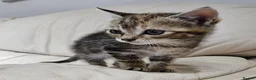 Mixed Breed cats for sale: Two lovely female tortoishell kittens - Advert 4