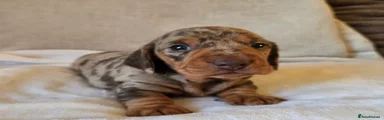 Miniature Dachshund 2