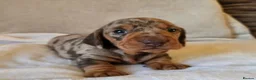 Miniature Dachshund dogs for sale: Beautiful Dachshund Puppies looking for new homes in Grimsby - Advert 7