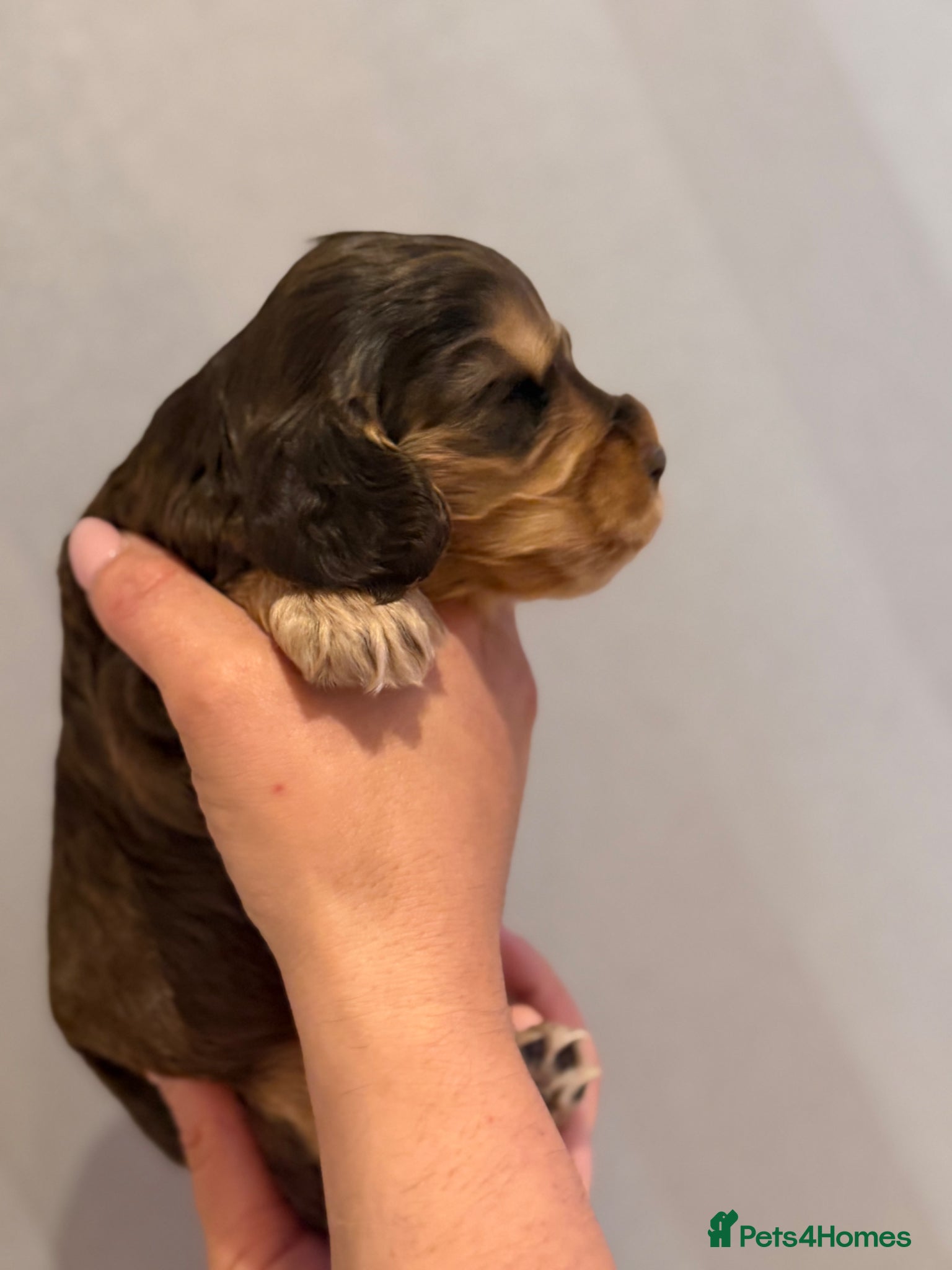 Cocker Spaniel dogs for sale: Golden & Chocolate Sable Show Cocker Puppies  in Doncaster - Advert 19