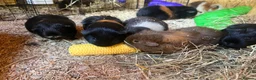 Guinea Pig rodents for sale: Male and female guinea pigs available  in High Wycombe - Advert 3