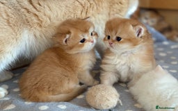 British Longhair cats for sale: GCCF reg BLH Black and Chocolate Golden kittens - Image 31