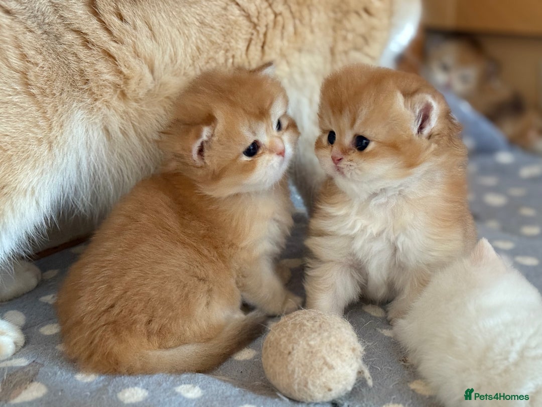 British Longhair cats for sale: GCCF reg BLH Black and Chocolate Golden kittens - Image 31