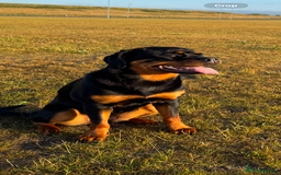 Rottweiler dogs for sale: 1 year old Rottweiler female  - Image 1
