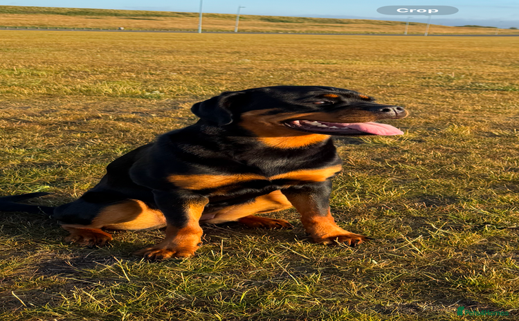 Rottweiler dogs - Advert 7