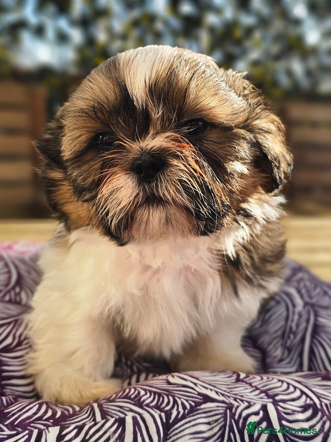 Shih Tzu dogs for sale: 🐶 Shih Tzu Puppies READY NOW– Licensed Breeder  - Image 9