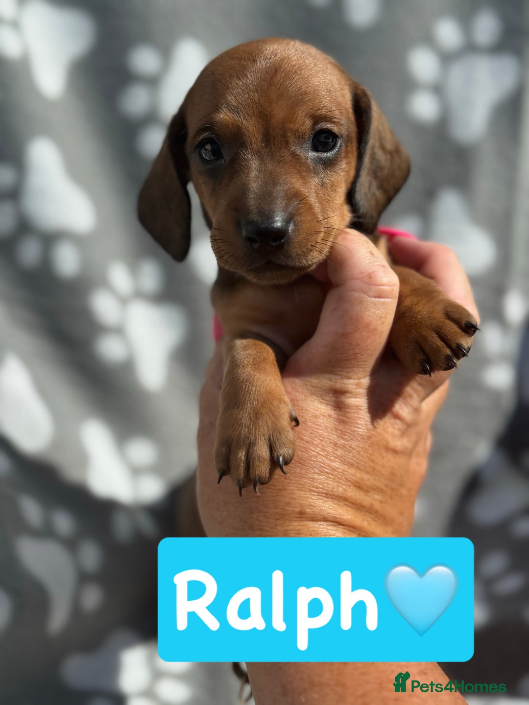 Miniature Dachshund dogs for sale: Miniature dachshund  - Image 10