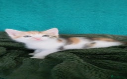 Mixed Breed cats for sale: Kittens ready for homes - Image 2