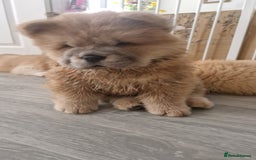 Chow Chow dogs for sale: Chow chow puppy - Image 7