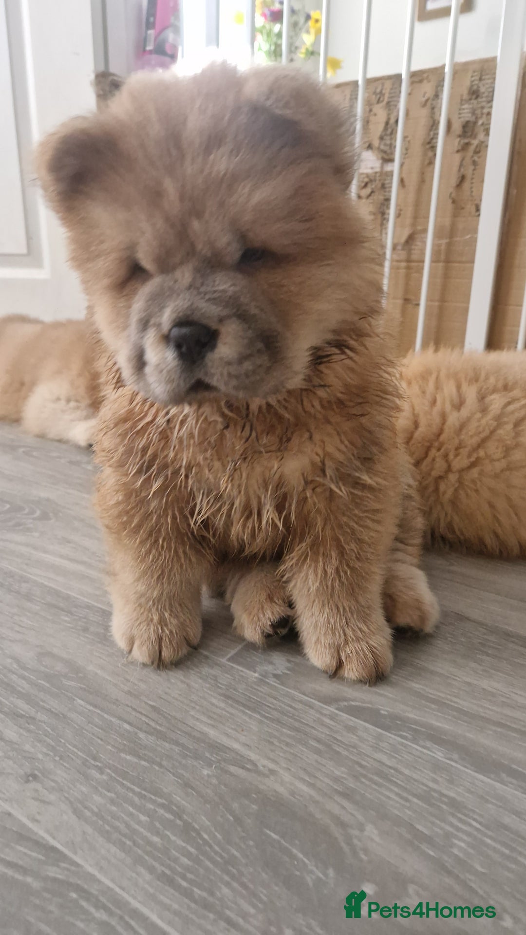Chow Chow dogs for sale: Chow chow puppy - Image 7