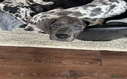 Mixed Breed dogs for sale: Italian Daniff Pups  - Image 9