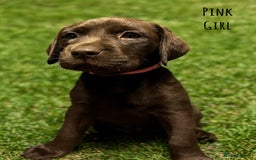 Labrador Retriever dogs for sale: Kc Registered Labradors ready to leave now - Image 14