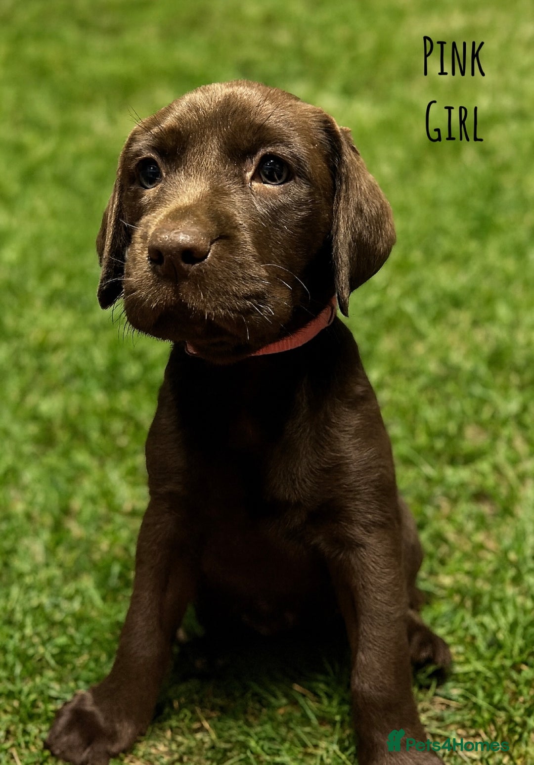 Labrador Retriever dogs for sale: Kc Registered Labradors ready to leave now - Image 14