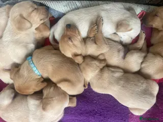 Labrador Retriever dogs Stunning Yellow KC Labrador Puppies - Advert 18