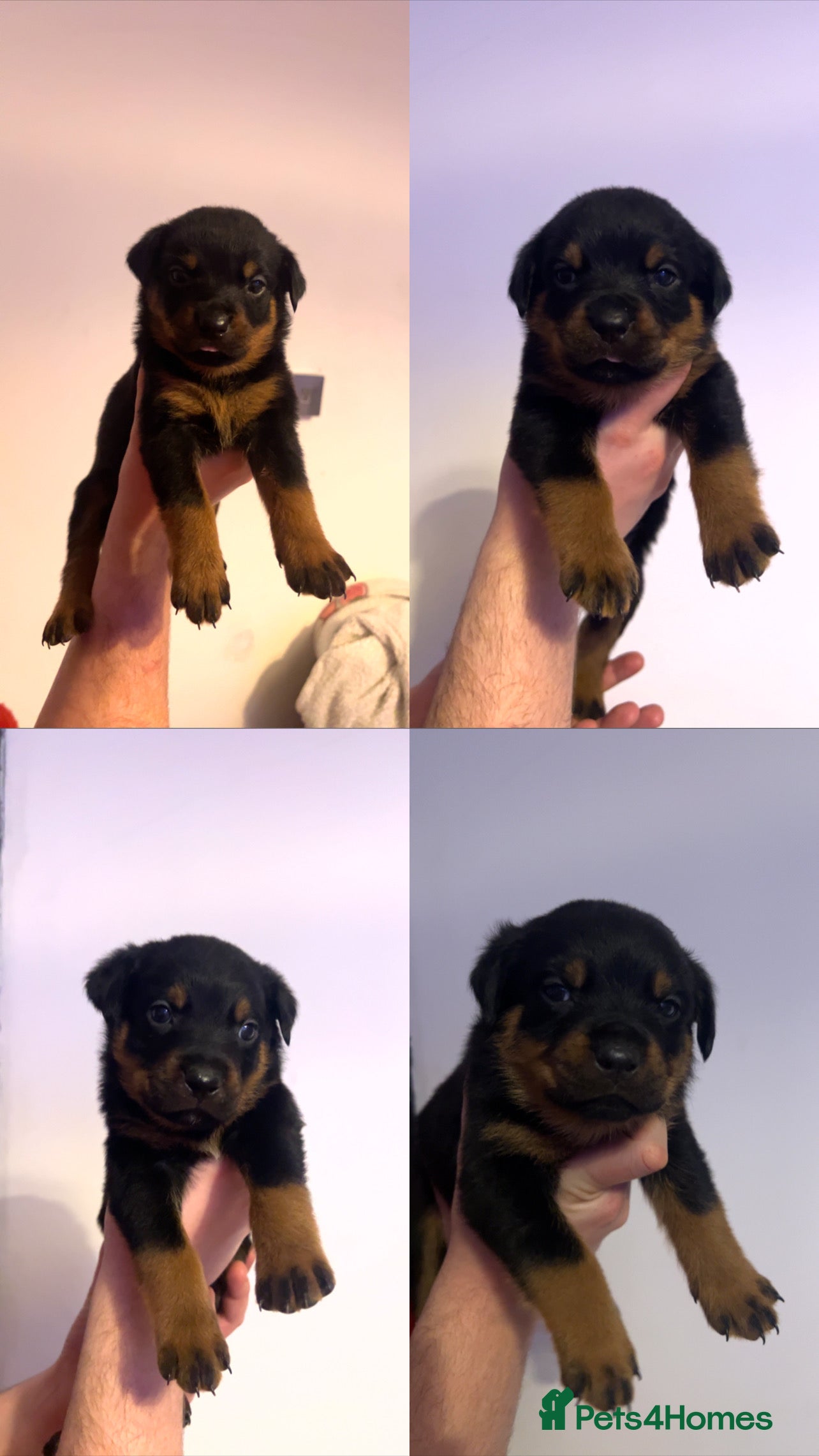 Rottweiler dogs 9 purebred Rottweiler puppies for sale - Advert 3