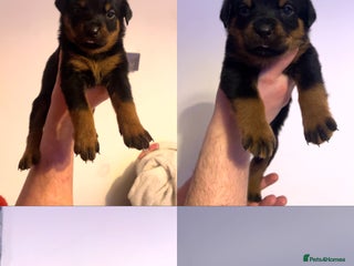 Rottweiler dogs 9 purebred Rottweiler puppies for sale - Advert 3