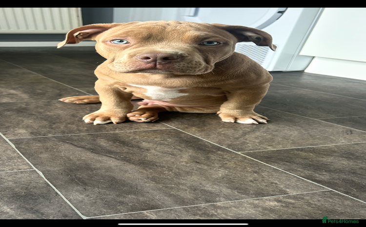 American Bully dogs - Advert 1