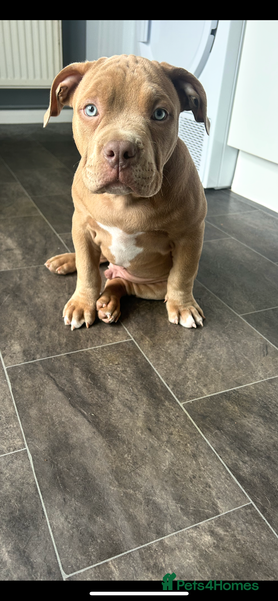 American Bully dogs for sale: Beautiful pocket bully  - Image 1