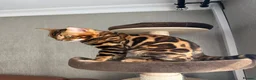 Bengal cats for stud: TICA-registered male, Max, is available for stud  - Advert 6
