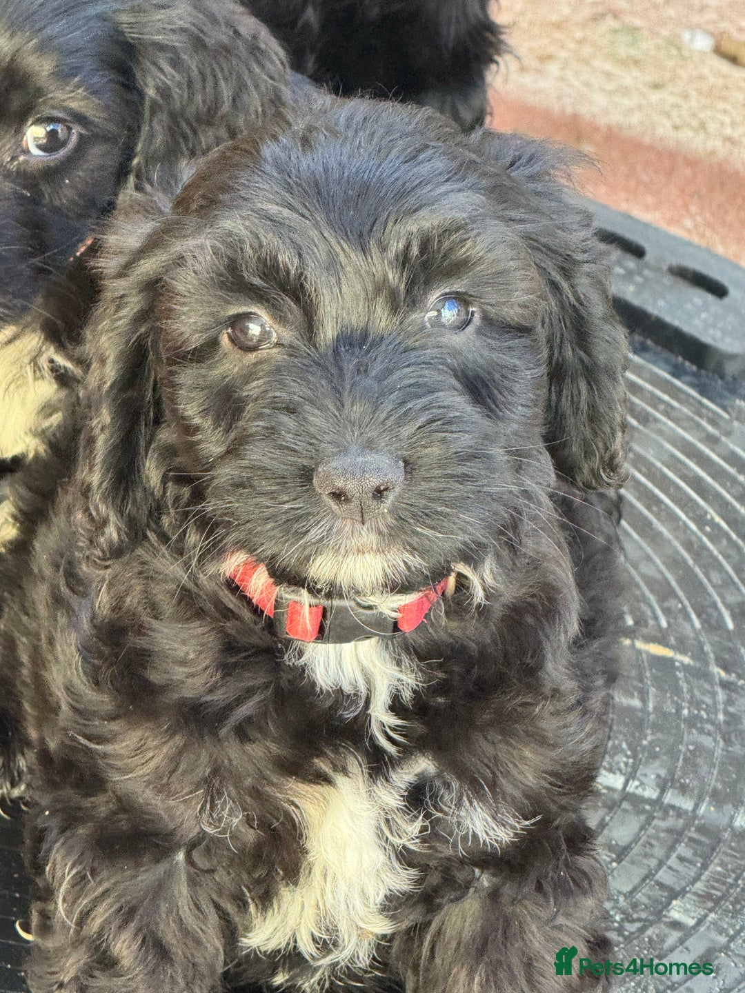 Sproodle dogs for sale: F1 Sproodles for Sale - Image 34