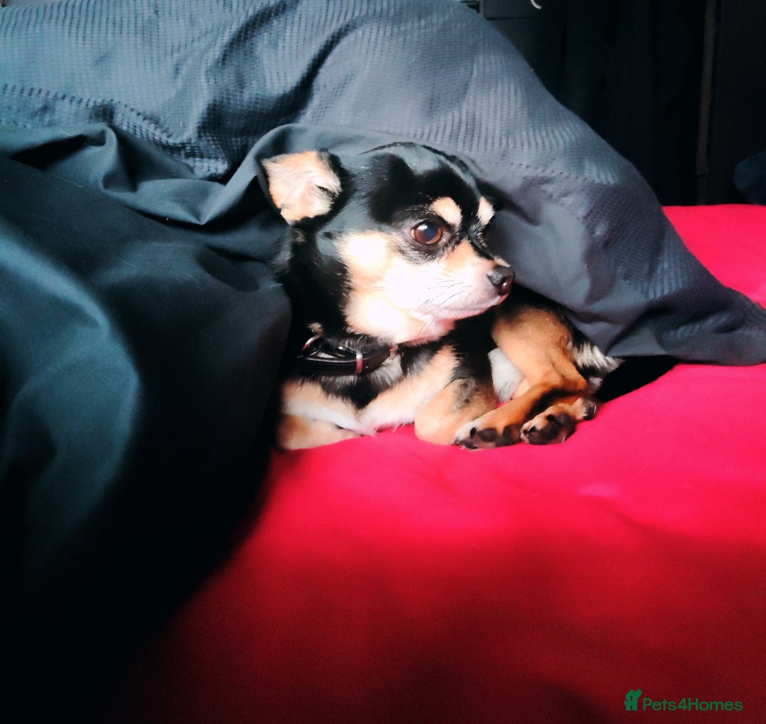 Chihuahua dogs for stud: Handsome Chihuahua Boy Available For Stud! - Advert 3