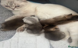 Scottish Fold cats for sale: Scottish fold / Chichilla kittens - Image 17