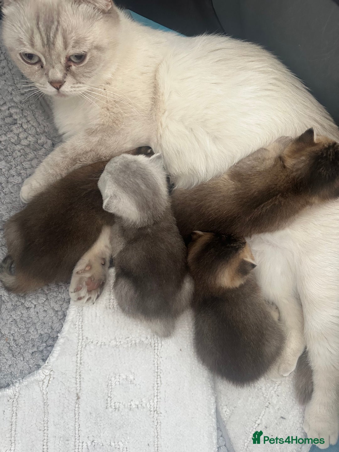 Scottish Fold cats for sale: Scottish fold / Chichilla kittens - Image 17