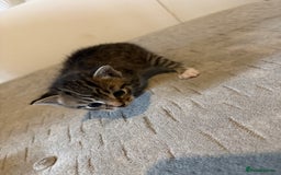 Domestic Shorthair cats for sale: Short Hair kittens  - Image 5