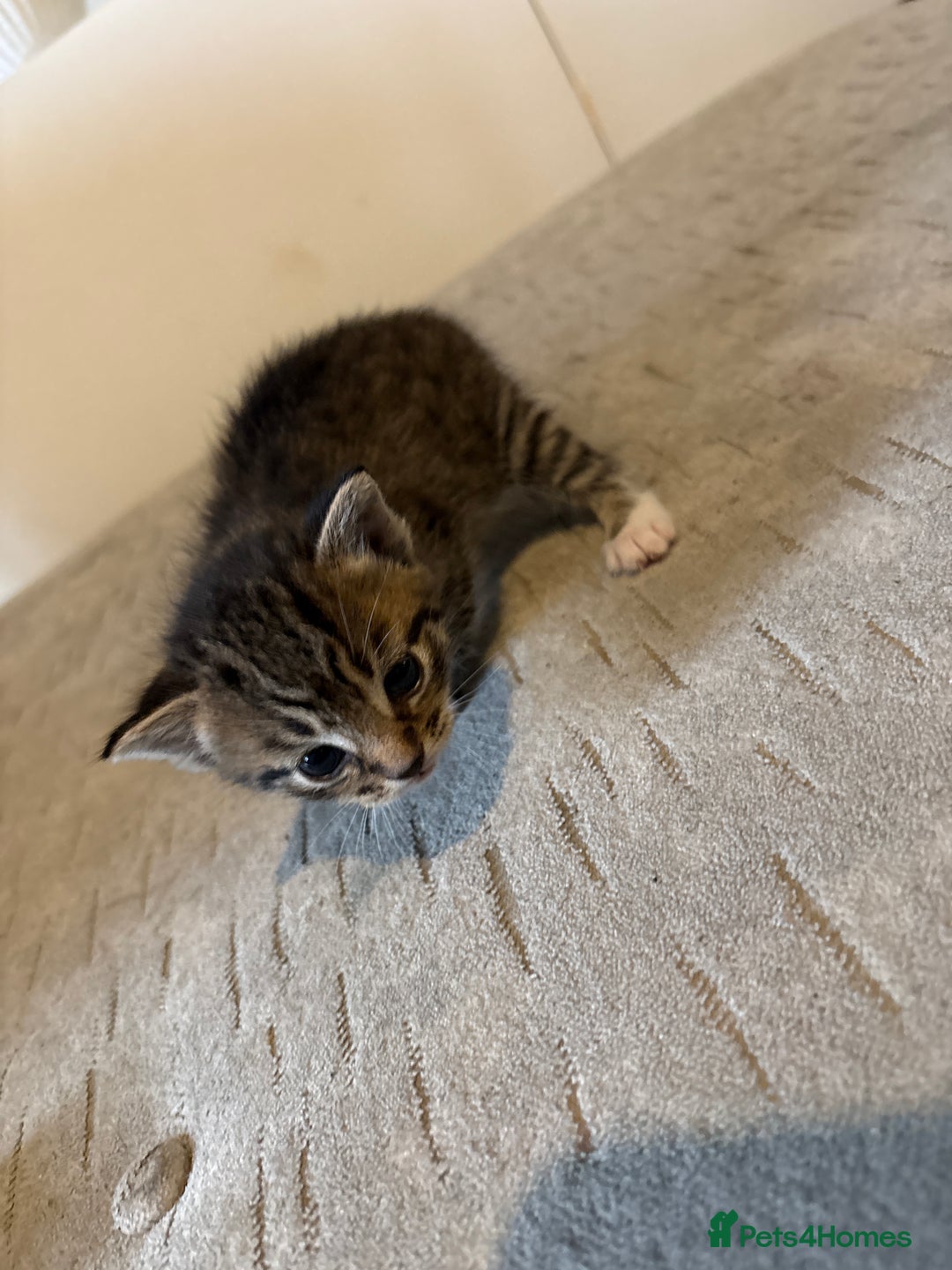 Domestic Shorthair cats for sale: Short Hair kittens  - Image 5