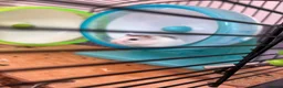 Hamster rodents for sale: 4 female and male hamsters with cage and toys - Advert 2