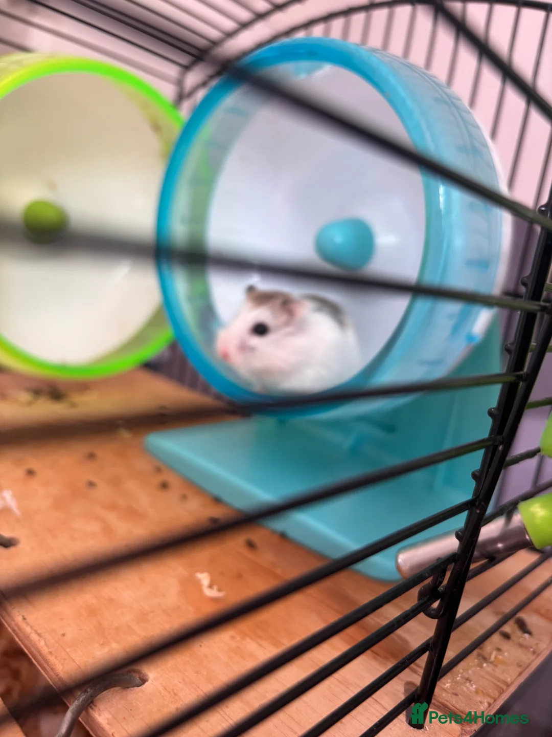 Hamster rodents for sale: 4 female and male hamsters with cage and toys - Advert 2