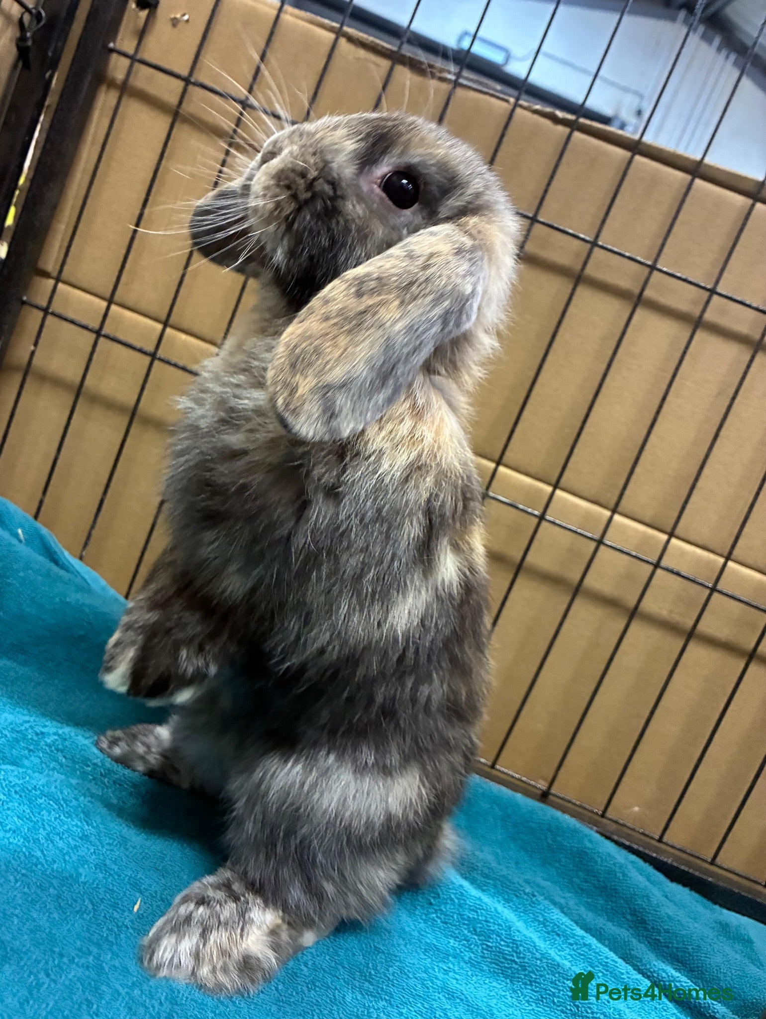 Mini Lop rabbits Mini Lop Bunnies Ready Now  - Advert 20
