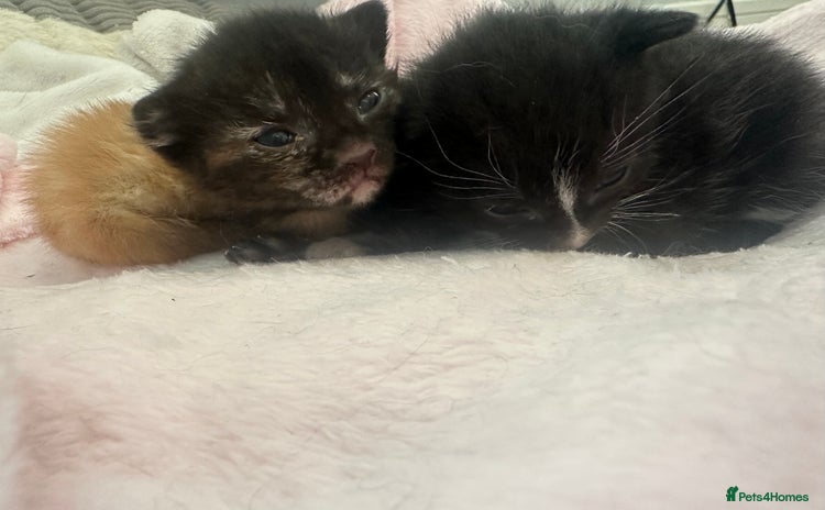 Mixed Breed cats - Advert 2