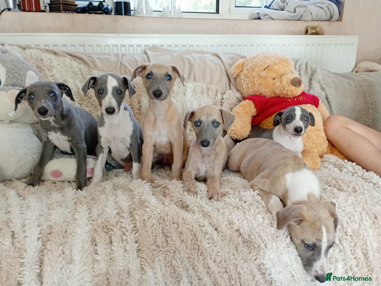 Whippet dogs Stunning coloured whippet puppies  - Advert 2