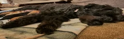 Cockapoo dogs for sale: 4 F2b male Cockapoos for sal - Advert 9