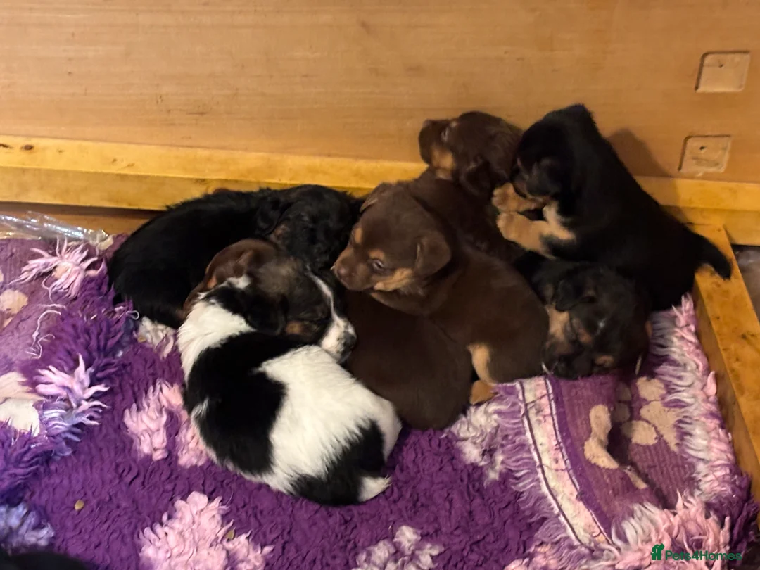 Jack Russell dogs for sale: Trad.family short legged short hair- ready!! - Advert 12