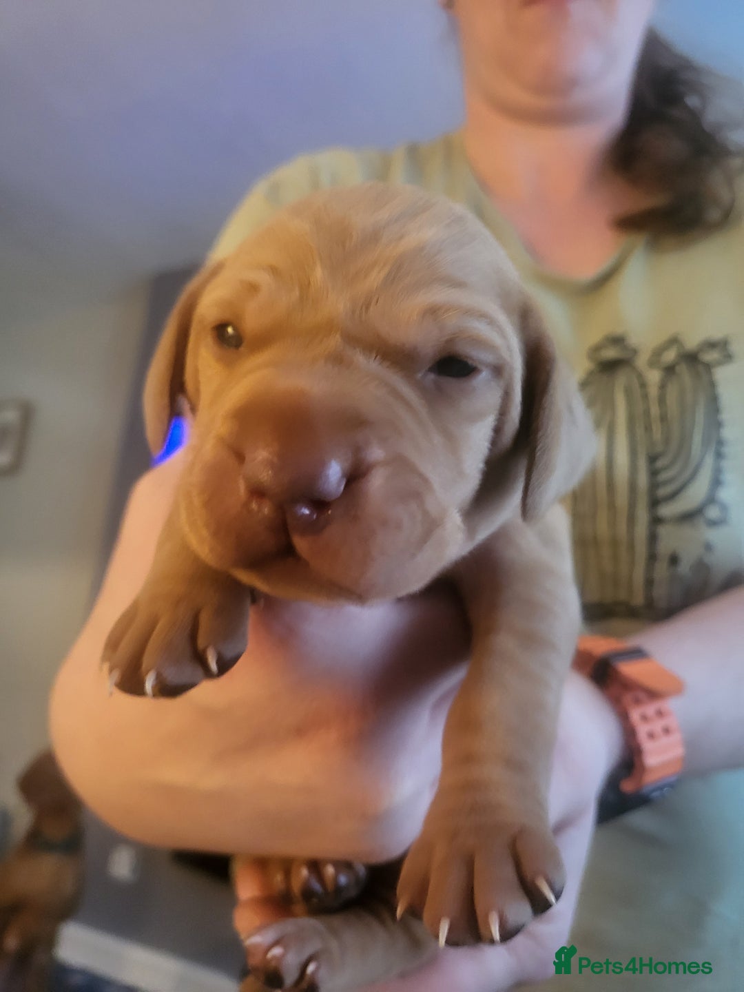 Hungarian Vizsla dogs for sale: Kc registered  - Advert 2