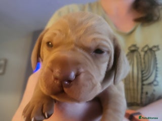 Hungarian Vizsla dogs Kc registered - Advert 2