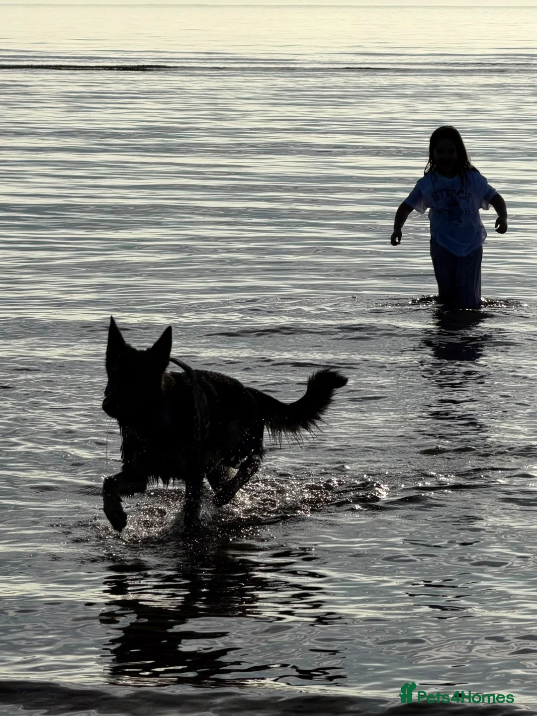 German Shepherd dogs for sale: Our 16 month old German Shepherd girl - Advert 2
