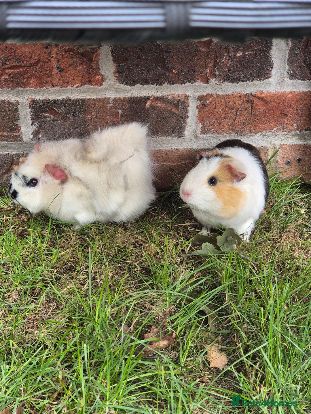 Guinea Pig rodents for sale: female guinea pigs with hutch - Image 2