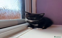 British Shorthair cats for sale: 3 kittens Available as of today 21/09/2025 - Image 7