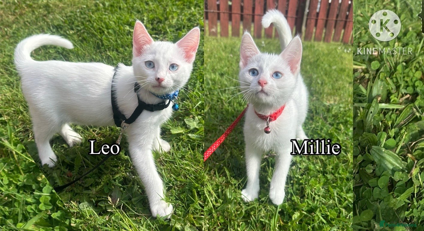 Mixed Breed cats White and black Kittens  - Advert 1
