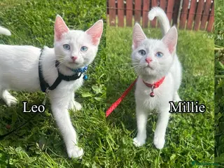 Mixed Breed cats White and black Kittens - Advert 3