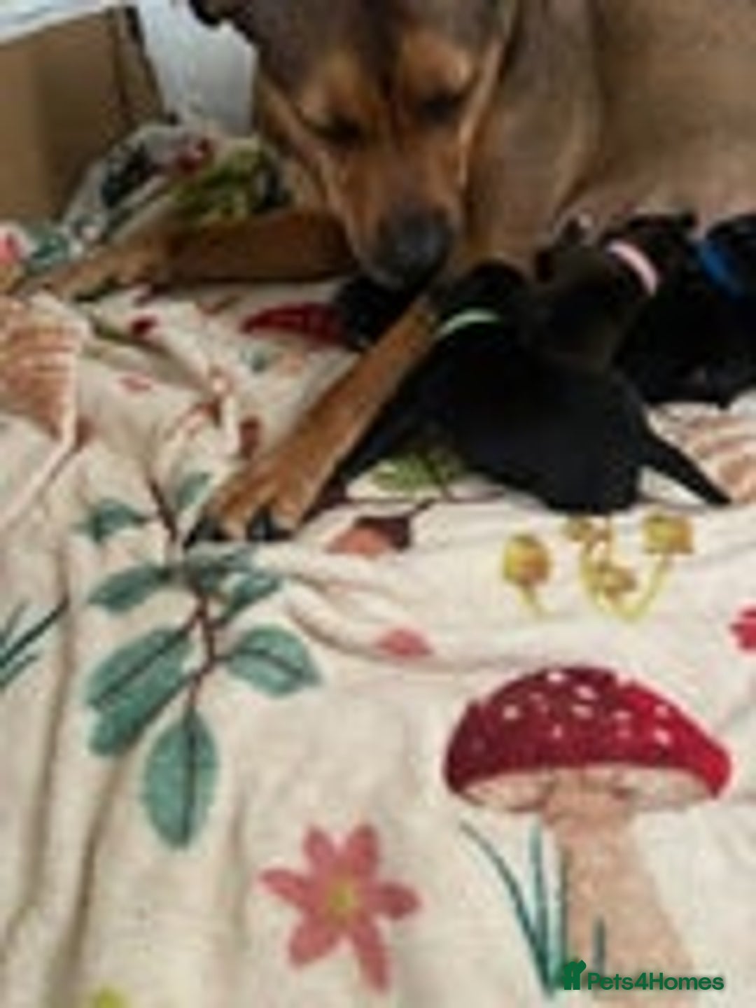 Mixed Breed dogs for sale: Staff terrier hybrid puppy for sale - Advert 6