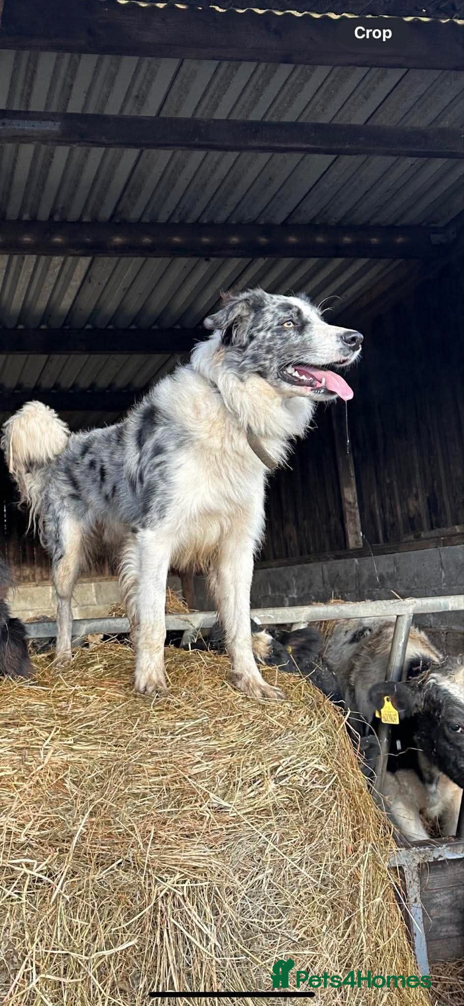 Border Collie dogs for sale: Beautiful Border Collie Puppies  - Advert 20