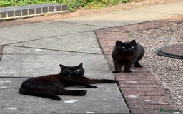 British Shorthair cats for sale: 1 year old cat - Image 1