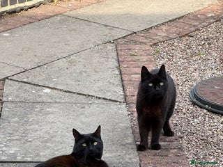 British Shorthair cats - Advert 13