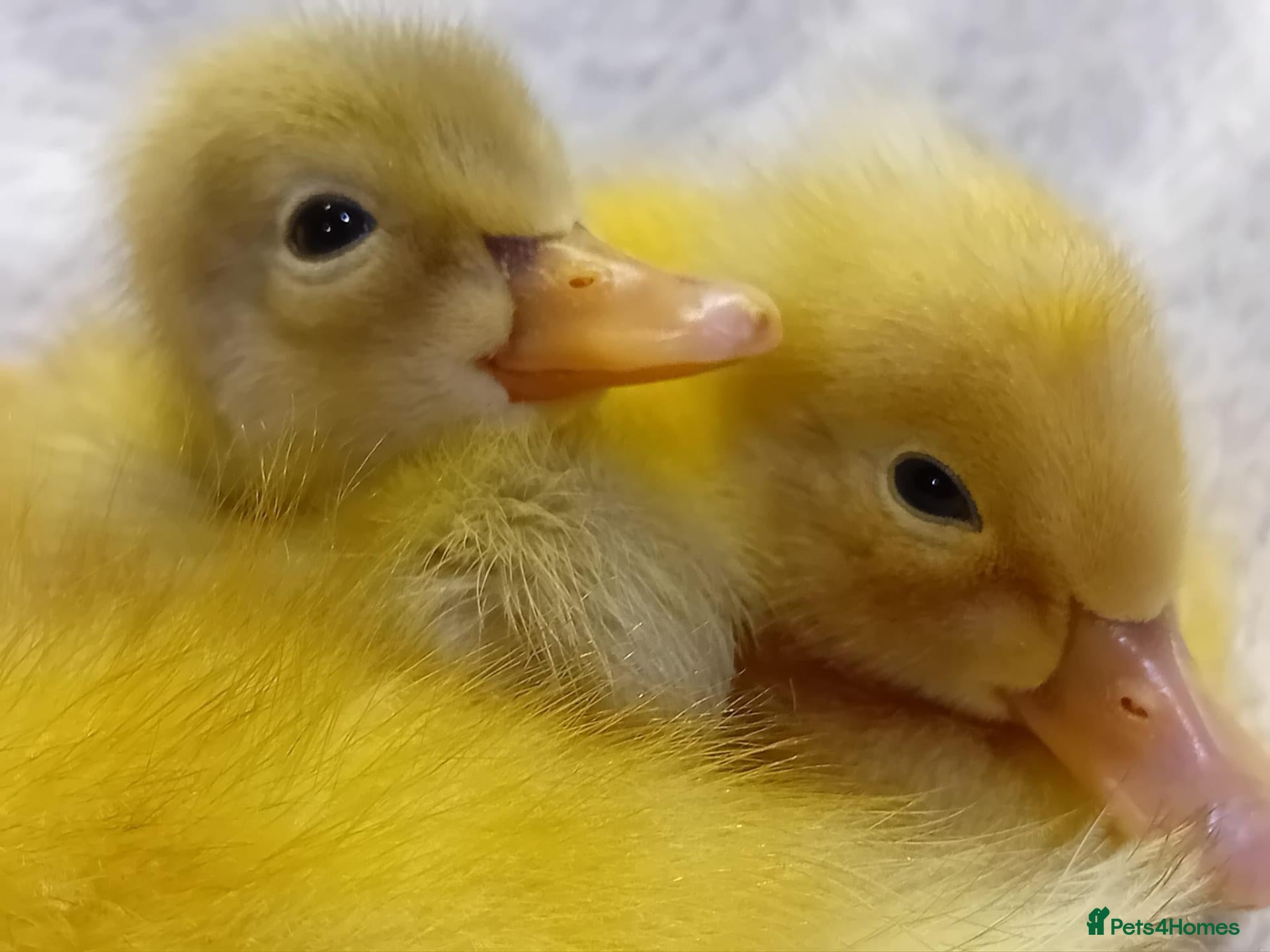 Ducks poultry Pure Silver Indian Runner Ducklings - Advert 12
