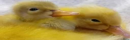 Ducks poultry for sale: Pure Silver Indian Runner Ducklings - Advert 1